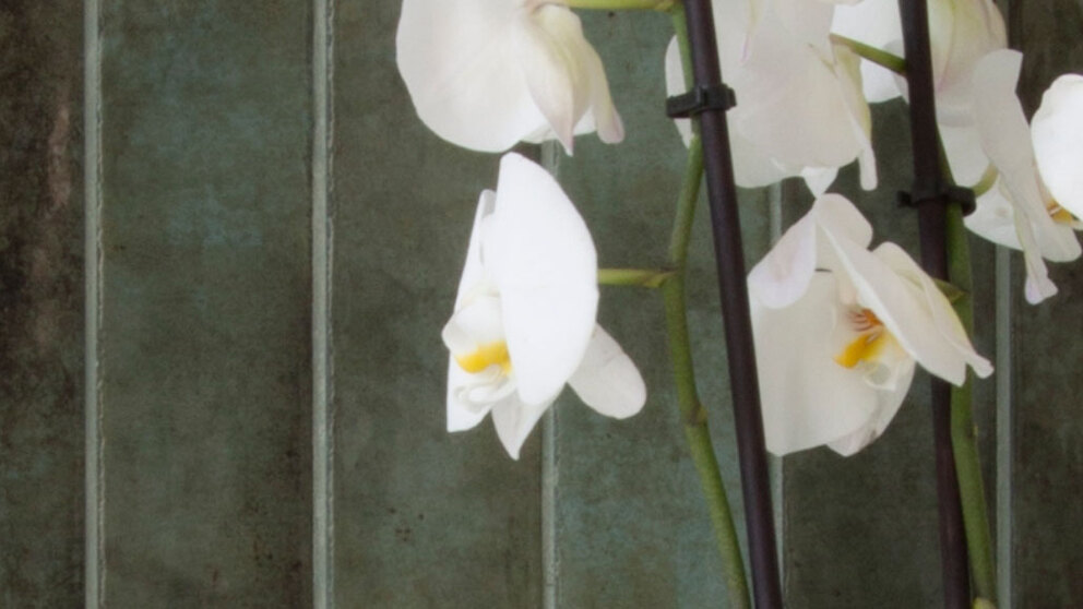 Tonalite Foliage tegels